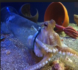 octipus in a bottle