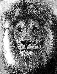 lion